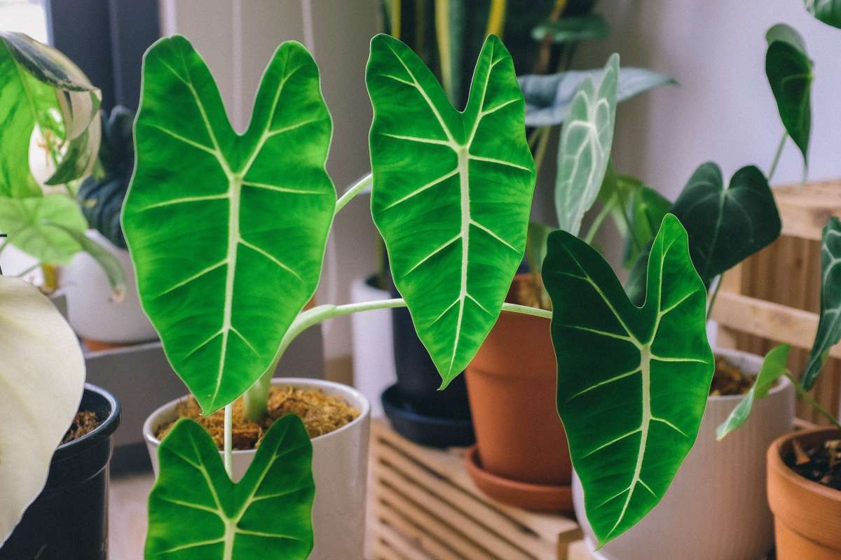 The Complete Alocasia Plant Care Guide 🌱