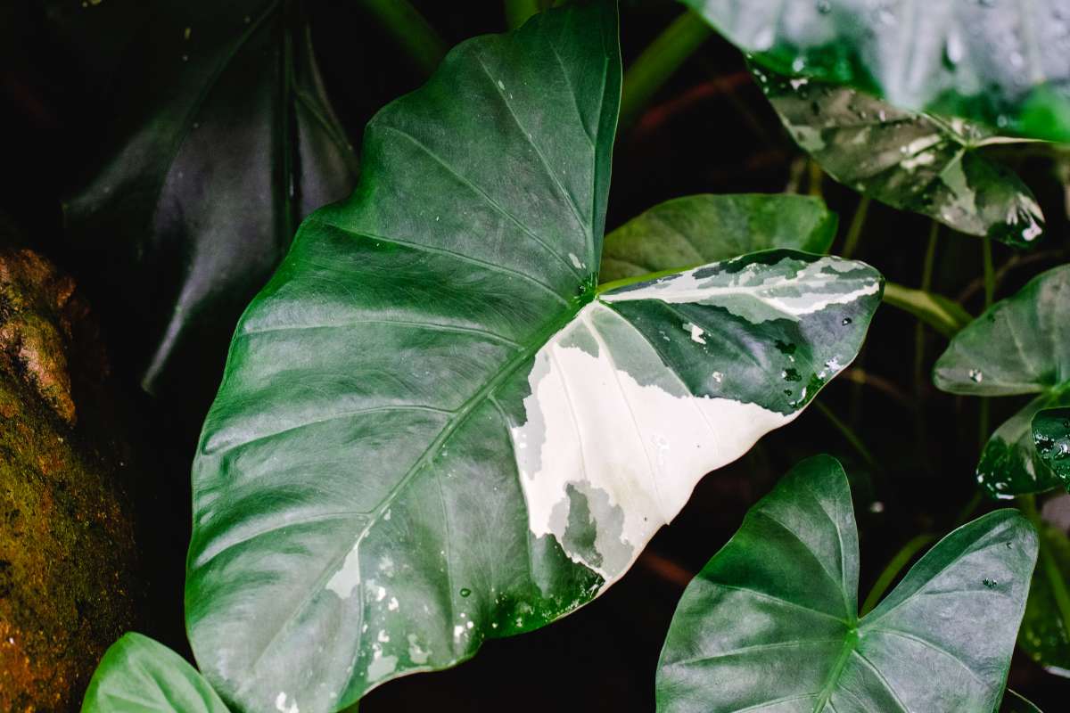 Variegated Alocasia