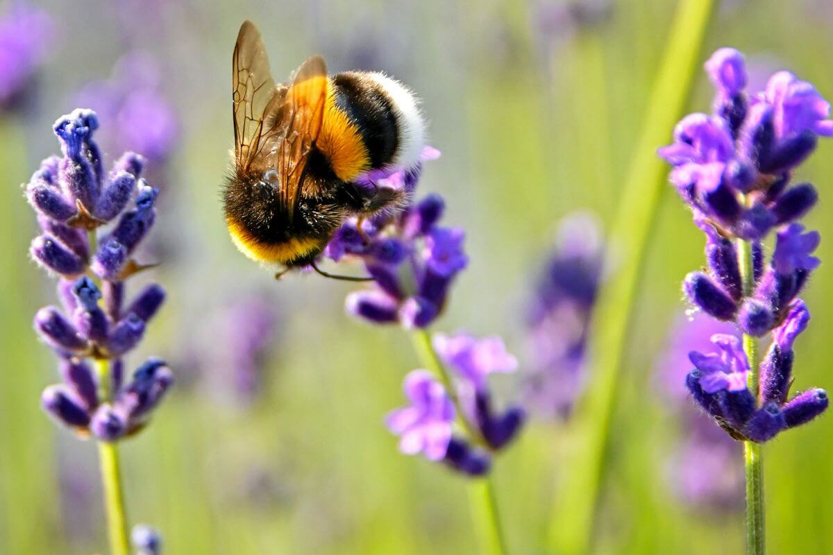Bumble Bee on a wild flower