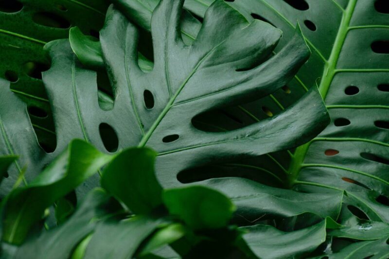 The Complete Monstera Plant Care Guide 🌱