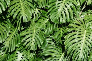 The Complete Monstera Plant Care Guide 🌱| leafnjoy.com