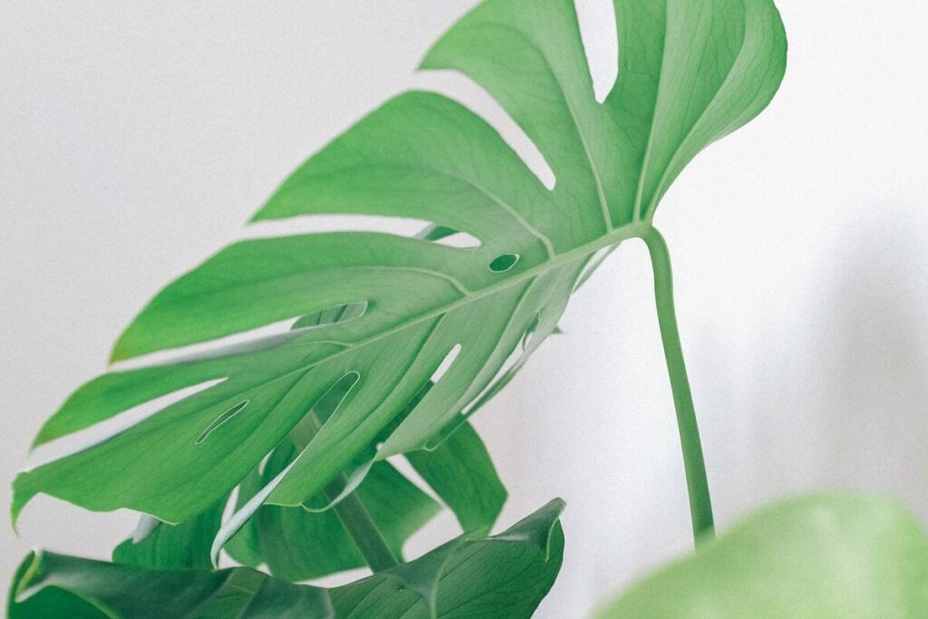 The Complete Monstera Plant Care Guide 🌱| leafnjoy.com