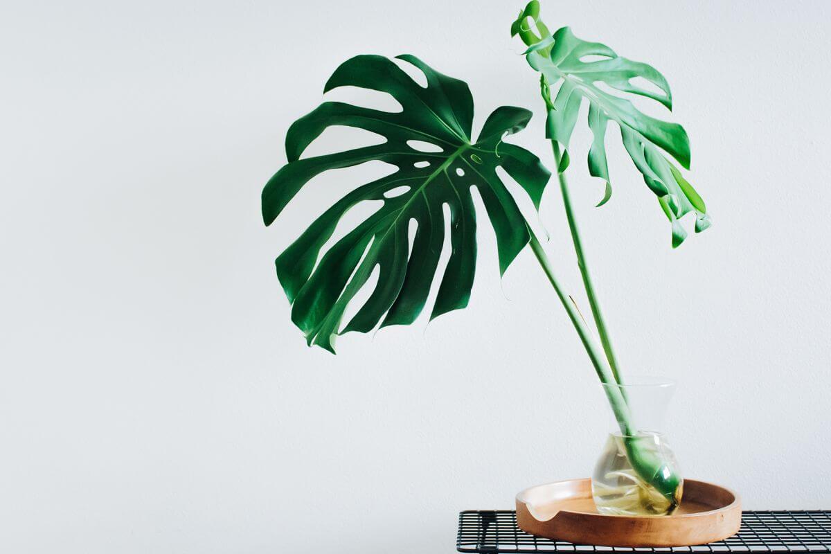 Here's Why You Should Be Staking Your Monstera