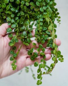 Peperomia Prostrata (cuttings) • leafnjoy.com