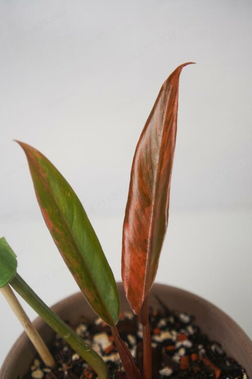 Philodendron Caramel Marble - new leaf