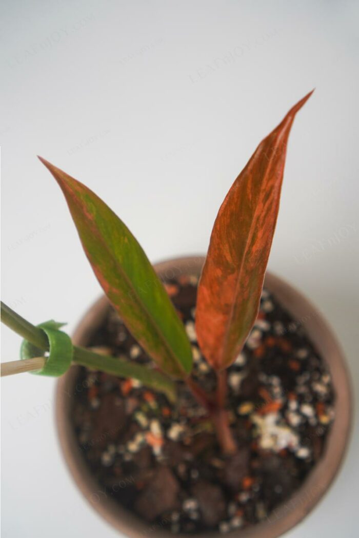 Philodendron Caramel Marble - Variegation of new leaves