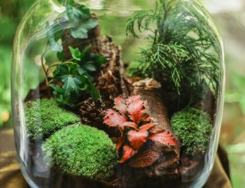 Do-It-Yourself Terrarium für Pflanzen