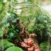 DIY Tropical Plants Terrarium