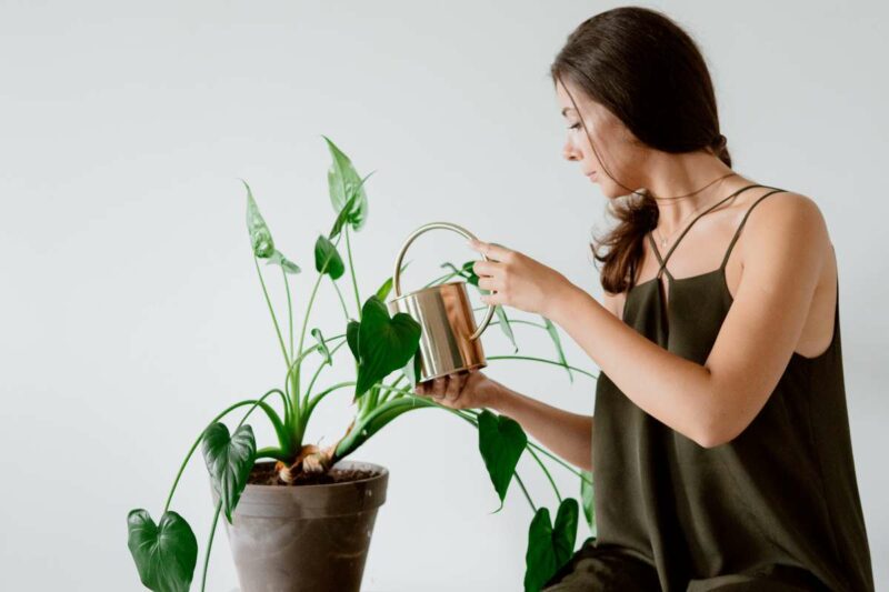 The Complete Alocasia Plant Care Guide 🌱| leafnjoy.com