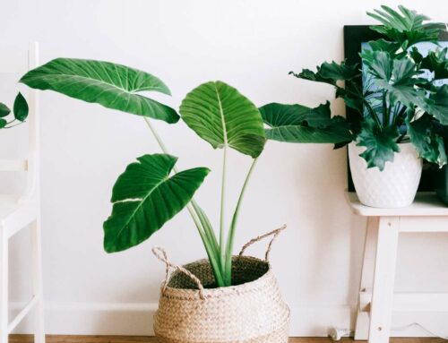 Houseplant Care – 101 Essential Tips