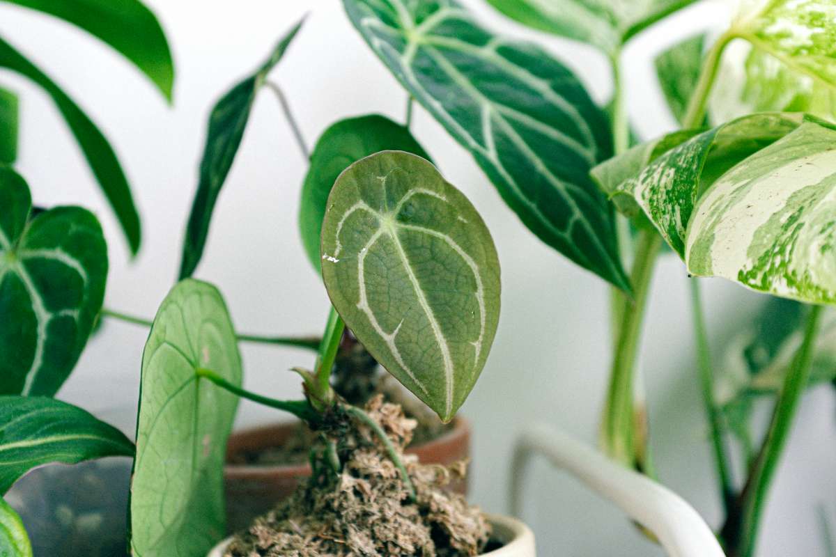 Green Velvet Alocasia Care 101: Water, Light & Growing Tips