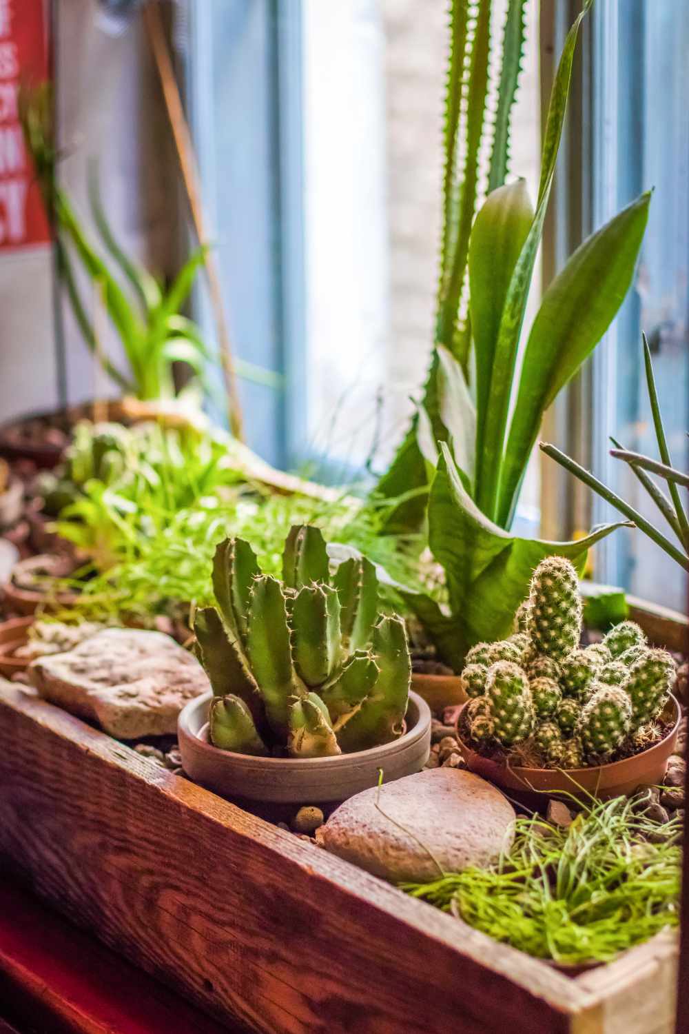 Cactus and succulent plant care guide