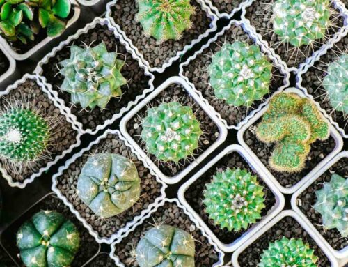 Cacti Plant Care Guide