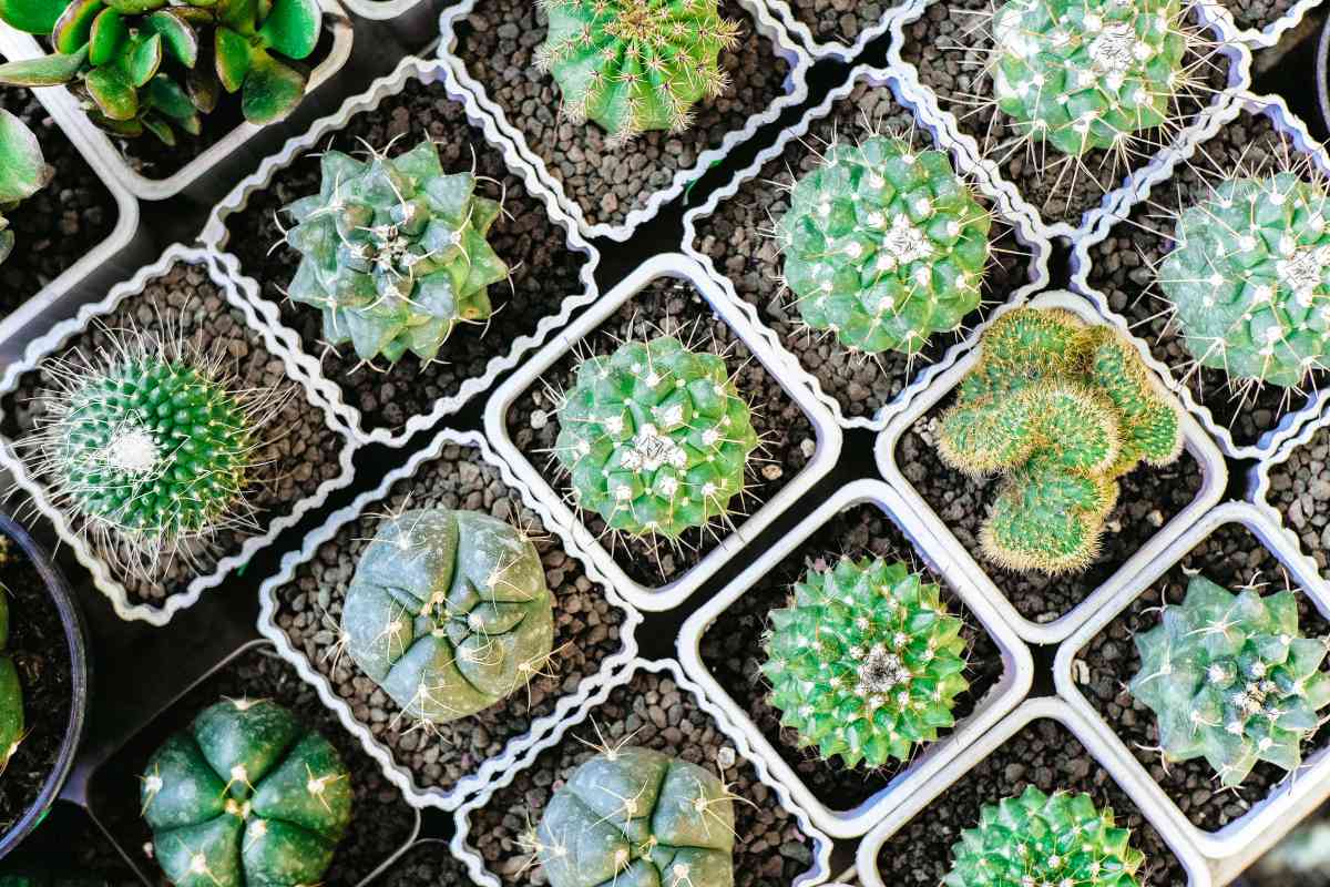 How to care for and propagate cacti plants
