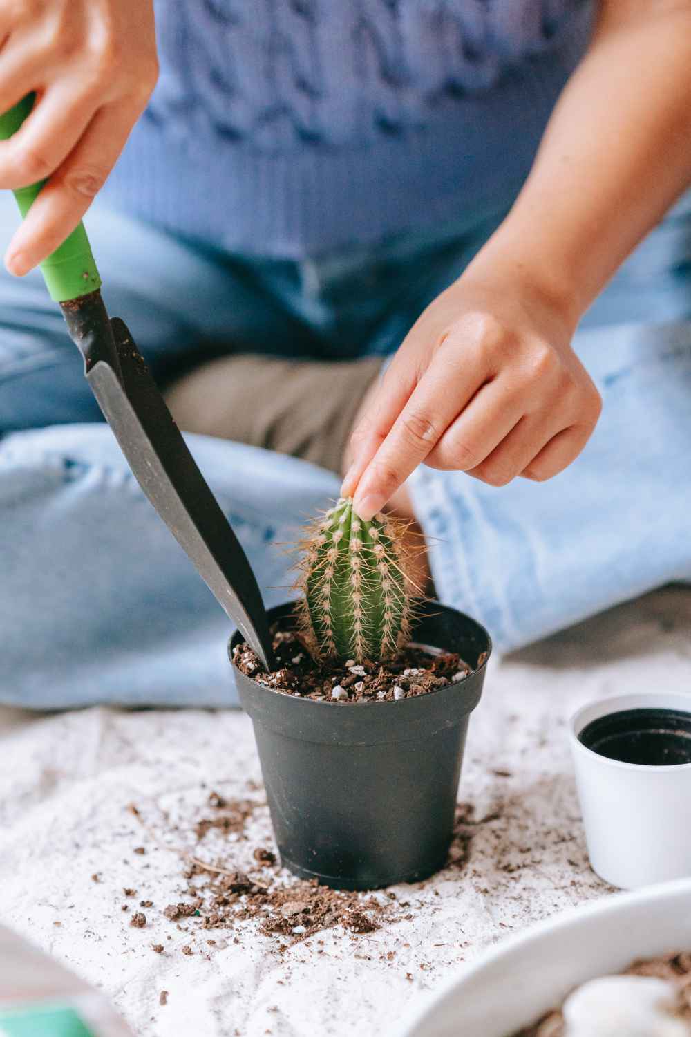 the best potting mix for cacti and succulents