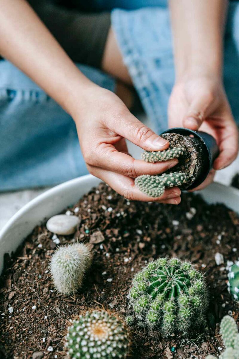 Cacti Plant Care Guide 🌵 5794