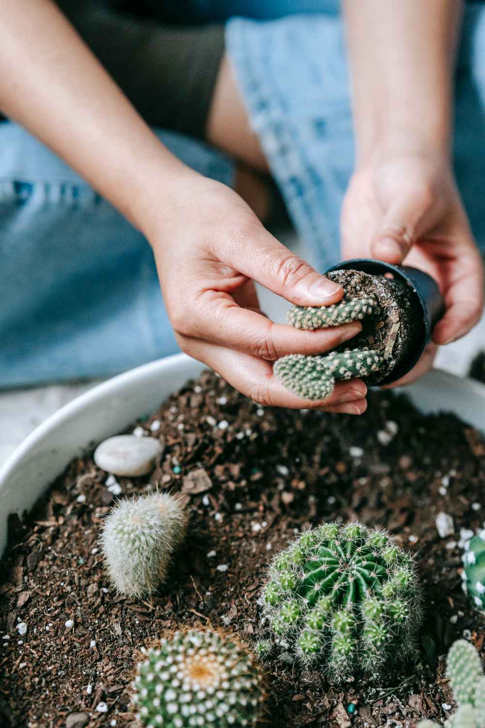 The best potting mix for cacti and succulents