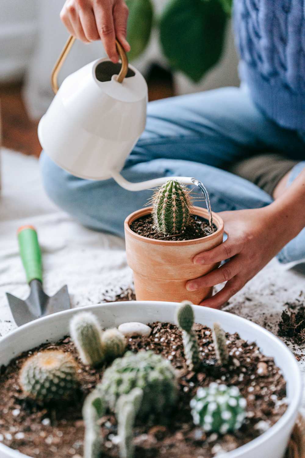 how often to water a cactus indoors