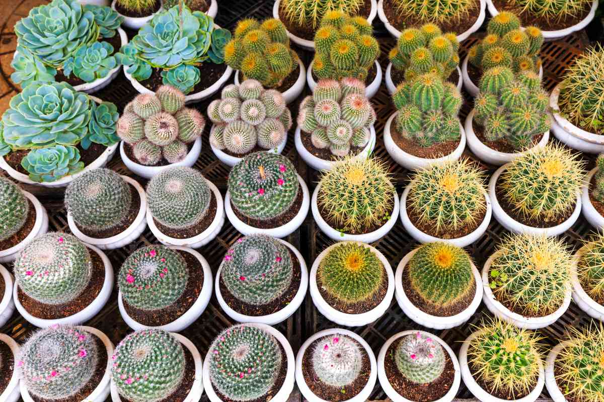 cactus varieties