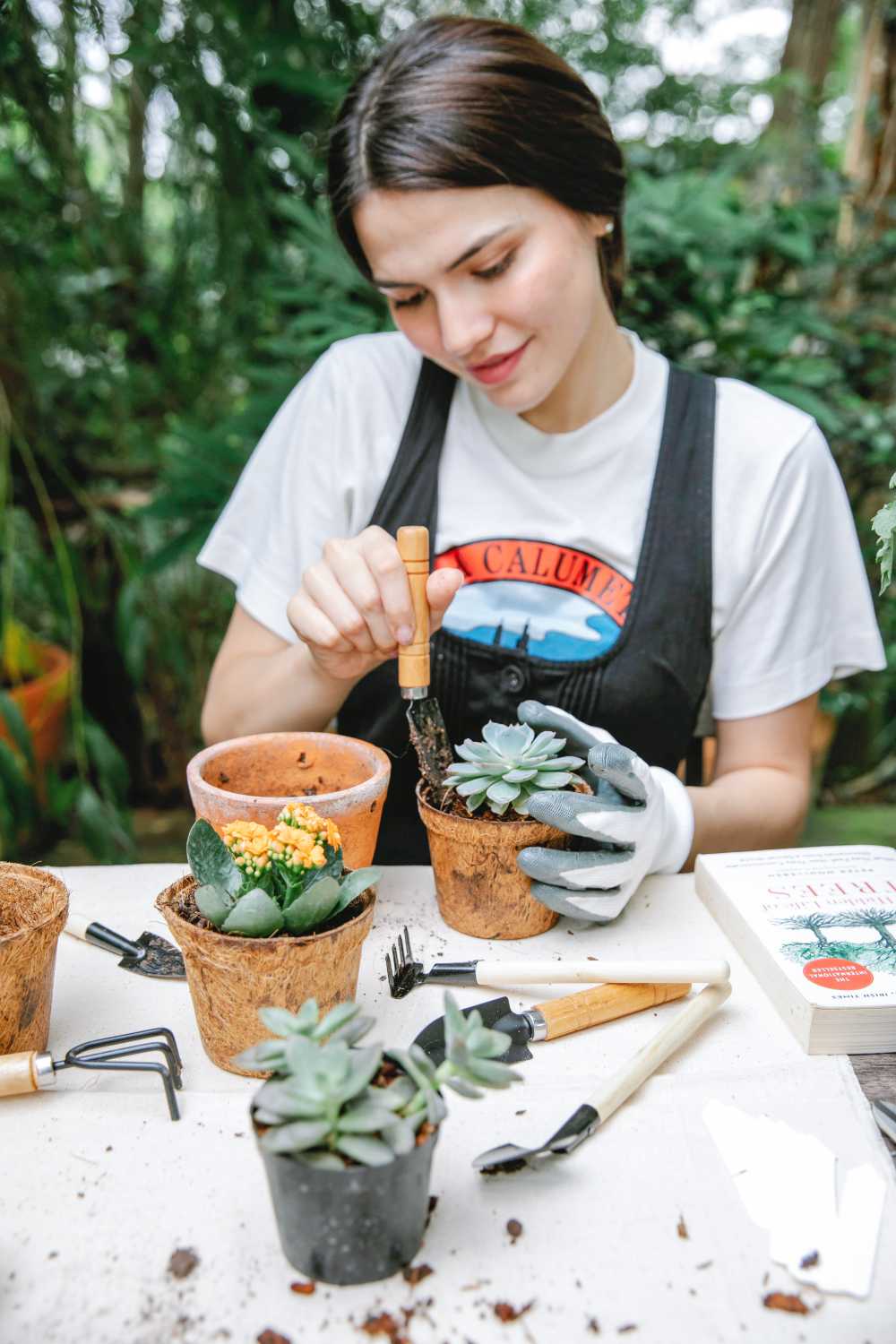how to repot a succulent