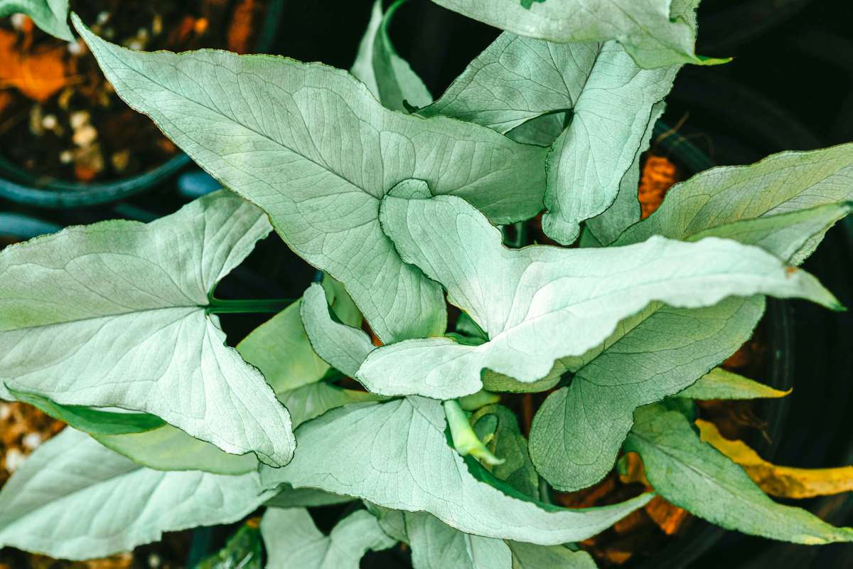 arrowhead plant seedling