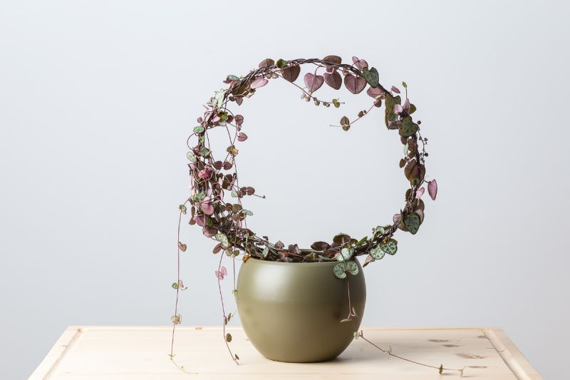 String of Hearts Plant Idea: the vines are shaped into a circle form
