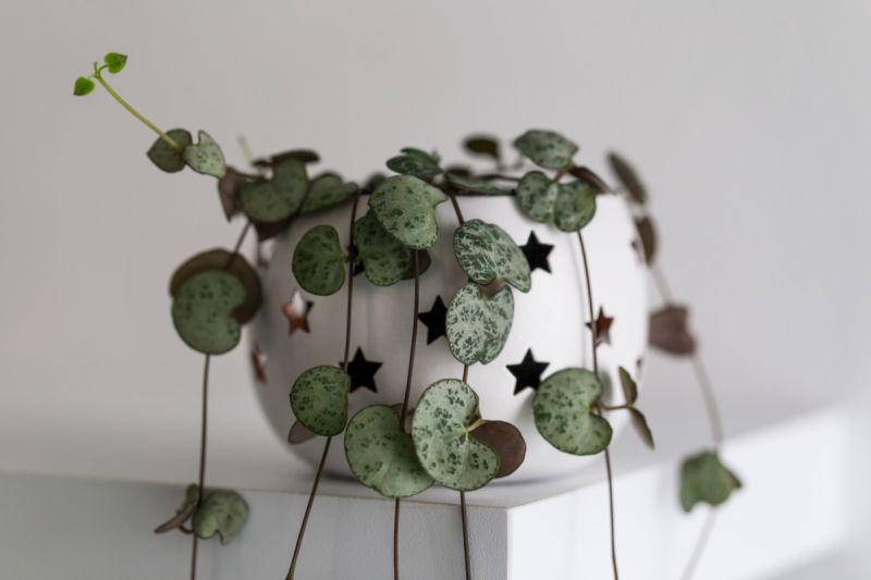 String of Hearts houseplant care is easy. This beautiful semi succulent is planted in a cute, round, white pot with stars.
