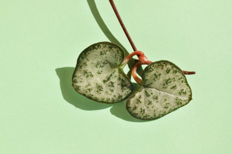 String of Hearts propagation by a single cutting consisting of two leaves attached to the stem of the plant's vine