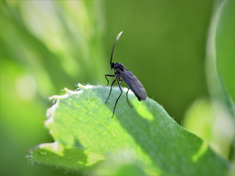 fungus gnat on plant leaf