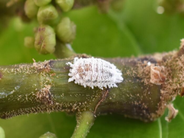 White Spots on Tomato Leaves: 7 Causes & Fixes 🍅 | leafnjoy.com