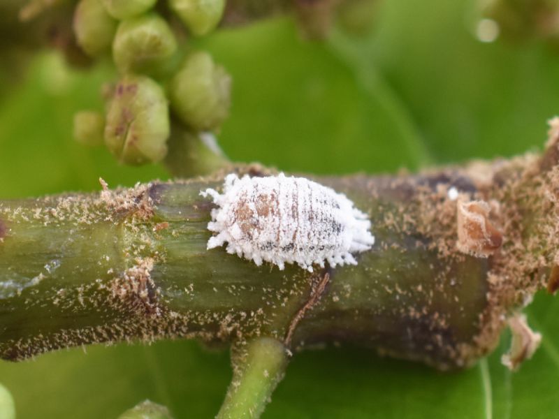 mealybug pest on plant / houseplant stem