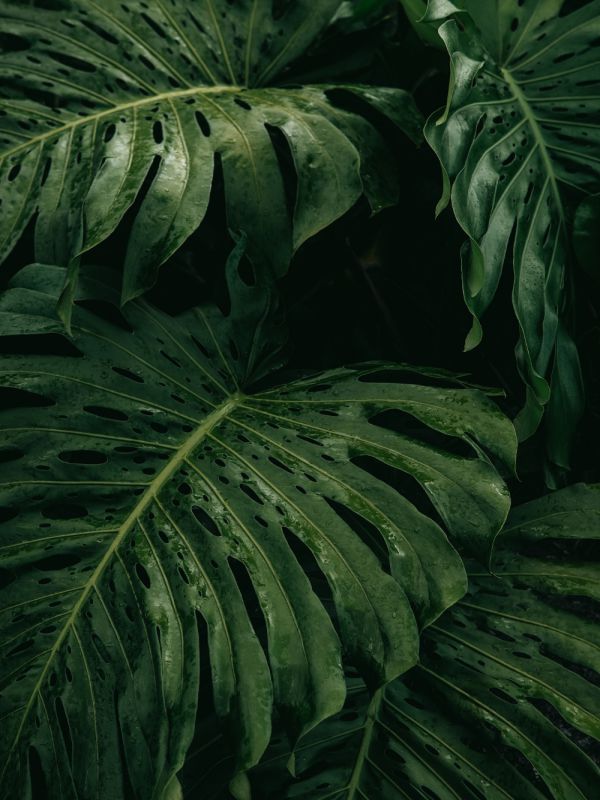 Mature Monstera Deliciosa with a lot of split leaves. Learn how to increase the fenestration of your monstera in our article.