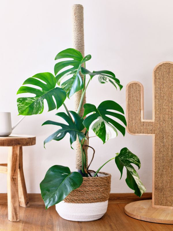 Variegated Monstera albo staked on a coir made out of natural jute cord. Learn how to Increase the Fenestration of a Monstera in our plant care article.
