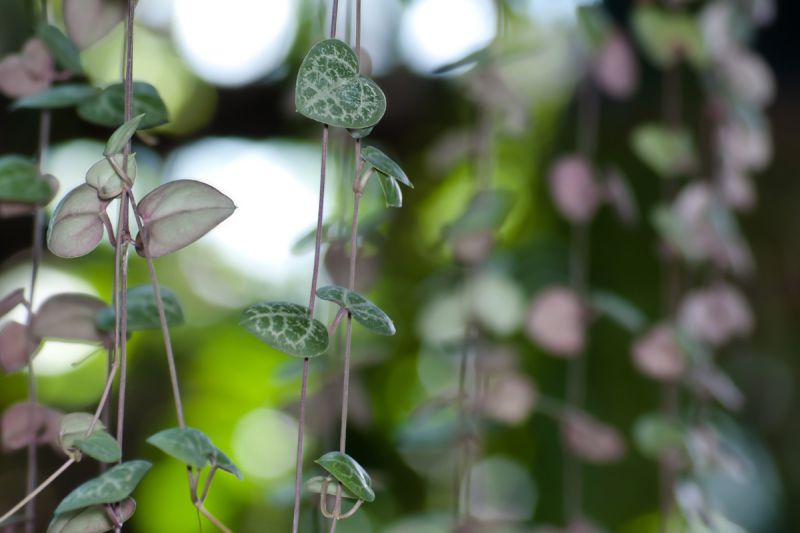 String of Hearts plant vines presented in a bokeh background