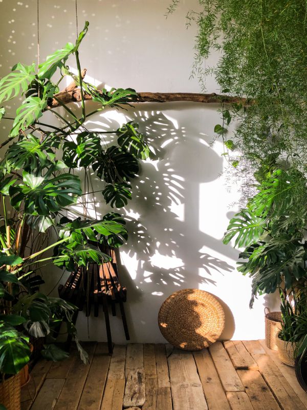 Tropical houseplants, like fern, pothos, Monstera Deliciosa receiving gentle bright indirect light in a boho style room. Learn how to care for your Monstera and how to icnrease its fenestration in our plant care guide.