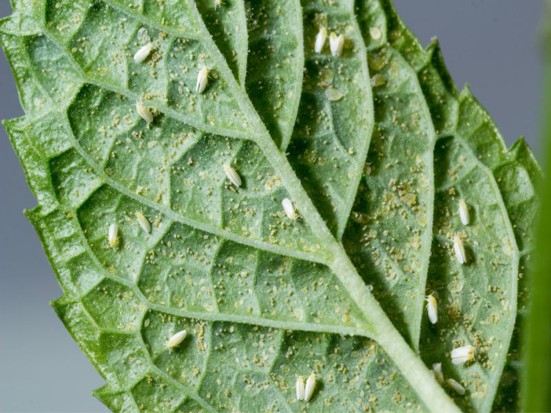 Whiteflies larvae, adults and eggs on leaf of plant / houseplant