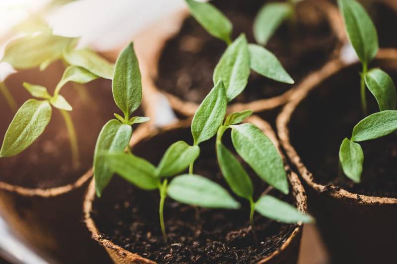 Young tomato plants planted in sterile potting soil.