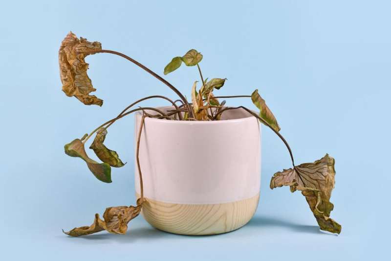Dormant caladium plant in a pot
