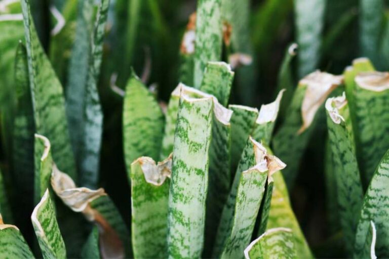 How to Fix Bent, Damaged and Broken Snake Plant Leaves 🌱