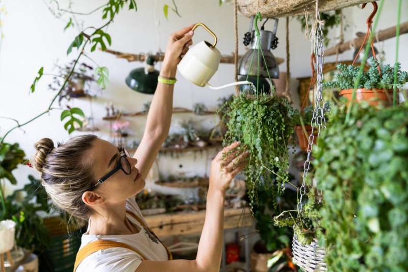 Woman watering Peperomia Prostrata Indoor Plant