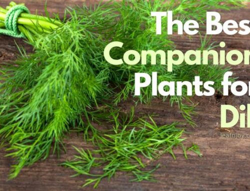 12 Dill Companion Plants to Grow + 6 to Avoid