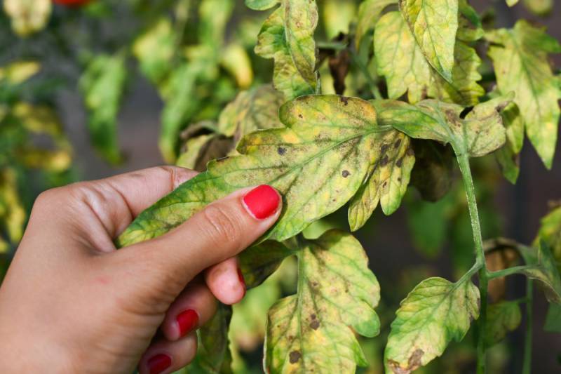 yellow, white and brown spots on tomato plant leaves