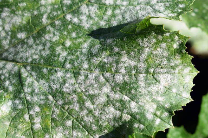 white spots on tomato leaves