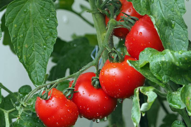 leaf spots on tomato plants