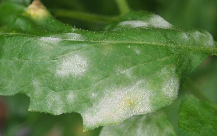 White fuzzy spots on plant leaves