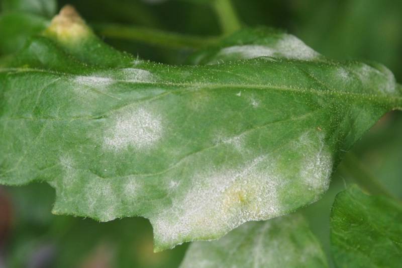 White fuzzy spots on plant leaves