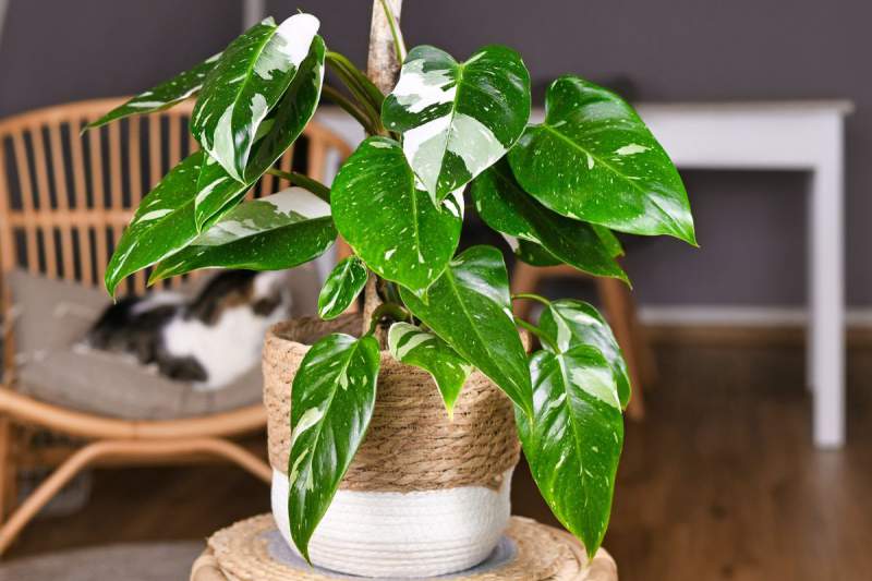 Philodendron White Princess Erubescens on a Moss Stake