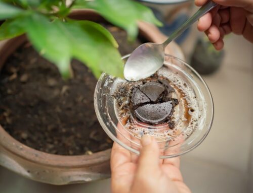 How to Use Coffee Grounds in the Garden & for Houseplants