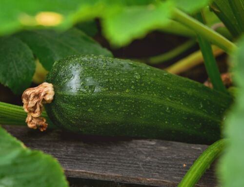 Mehltau an Zucchini bekämpfen: Sind die Gemüse noch essbar oder NICHT?