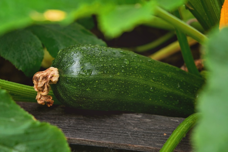 Zucchini With Powdery Mildew Still Edible Or A Complete NO Go 